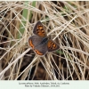 lycaena phlaeas talysh male 4